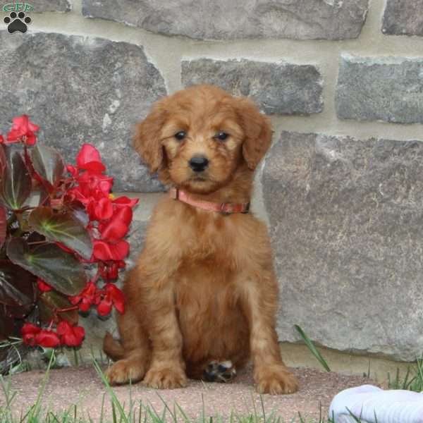 Hannah, Goldendoodle Puppy